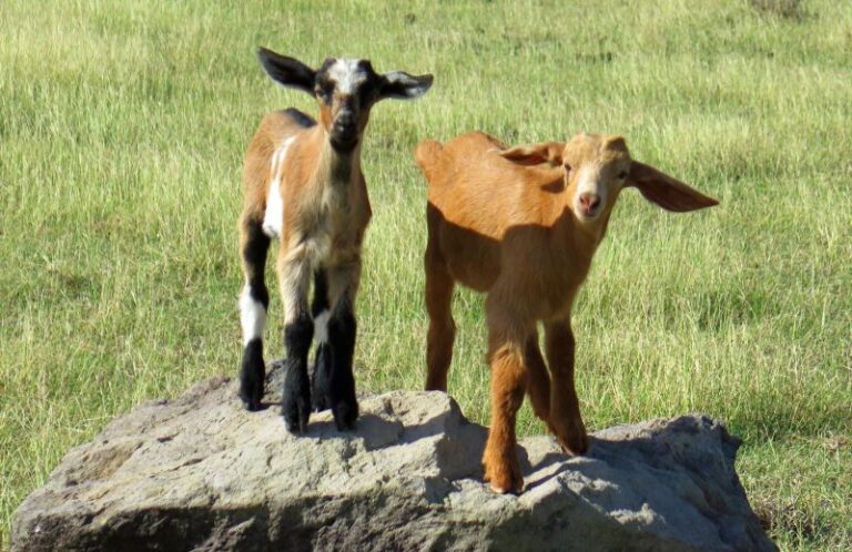 little goats